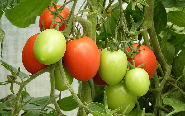Tomatoes, Foto: Petra Förster, Lizenz: Tourismusverband Dahme-Seenland e.V.
