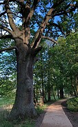 kleine Allee, Foto: P. Frehn, Lizenz: Wirtschaftsfördergesellschaft Prignitz mbH