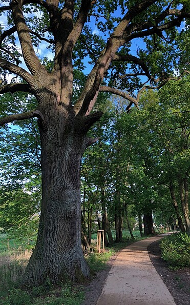 kleine Allee, Foto: P. Frehn, Lizenz: Wirtschaftsfördergesellschaft Prignitz mbH