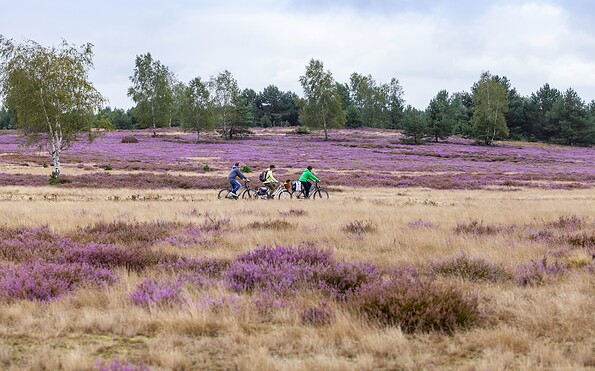 Blühende Heide, Foto: Andreas Franke, Lizenz: Andreas Franke