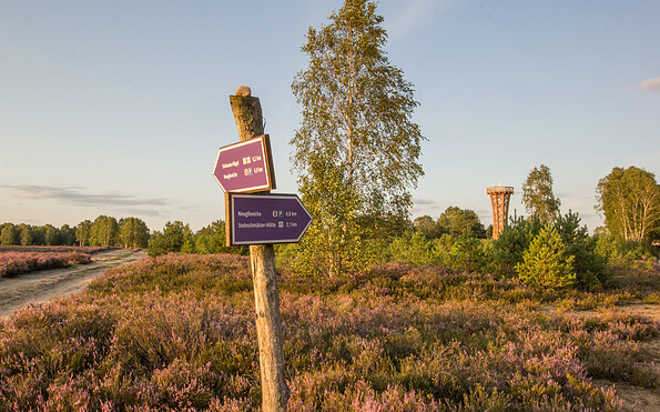 Heidelandschaft mit Heideturm, Foto: Nora Künkler