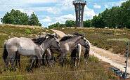 Konik horses at the Heideturm, Foto: Florian Amrhein, Lizenz: Heinz Sielmann Stifftung