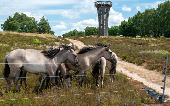 Konik horses at the Heideturm, Foto: Florian Amrhein, Lizenz: Heinz Sielmann Stifftung