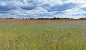 Blumenwiese, Foto: Rebekka Schween, Lizenz: WITO Barnim GmbH