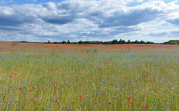 Blumenwiese, Foto: Rebekka Schween, Lizenz: WITO Barnim GmbH
