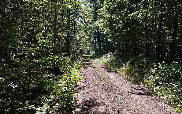 Wald bei Biesenthal, Foto: Ludger Lamprecht, Lizenz: WITO Barnim GmbH