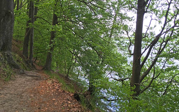 Wanderpfad auf der Ostseite des Werbellinsees, Foto: Anke Bielig, Lizenz: Gemeinde Schorfheide