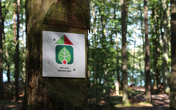 Bernauer Waldlehrpfad, Foto: Nils Lönnies