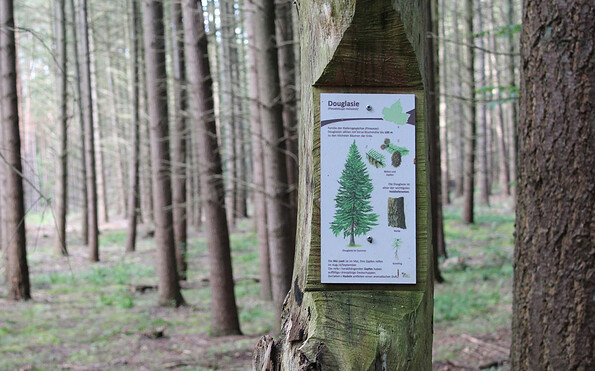 Bernauer Waldlehrpfad, Foto: Nils Lönnies