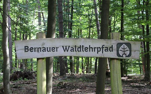 Bernauer Waldlehrpfad, Foto: Nils Lönnies