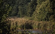 Silberreiher am Herrensee, Foto: Christoph Creutzburg, Lizenz: Seenland Oder-Spree