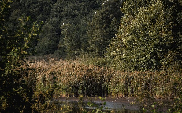 Silberreiher am Herrensee, Foto: Christoph Creutzburg, Lizenz: Seenland Oder-Spree