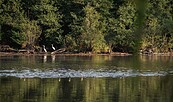 Silberreier am Herrensee, Foto: Christoph Creutzburg, Lizenz: Seenland Oder-Spree