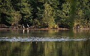 Silberreier am Herrensee, Foto: Christoph Creutzburg, Lizenz: Seenland Oder-Spree