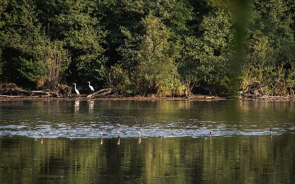 Silberreier am Herrensee, Foto: Christoph Creutzburg, Lizenz: Seenland Oder-Spree