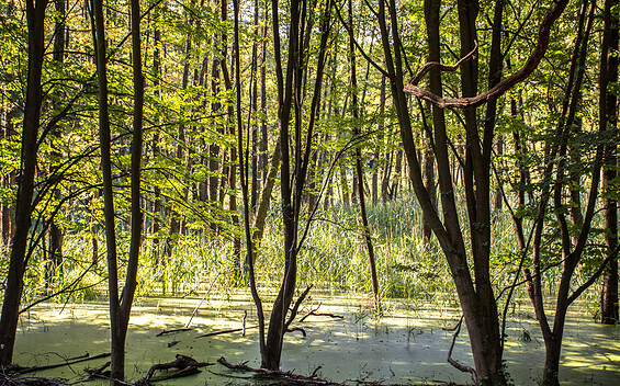Wanderung Weltnaturerbe, Foto: Amt Joachimsthal (Schorfheide), Lizenz: Amt Joachimsthal (Schorfheide)