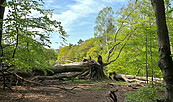 umgestürzte Silkebuche in der Schorfheide, Foto: Anke Bielig, Lizenz: Gemeinde Schorfheide