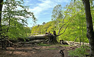 umgestürzte Silkebuche in der Schorfheide, Foto: Anke Bielig, Lizenz: Gemeinde Schorfheide