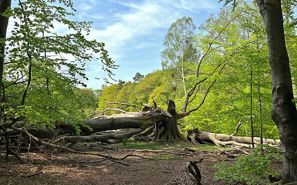 umgestürzte Silkebuche in der Schorfheide, Foto: Anke Bielig, Lizenz: Gemeinde Schorfheide