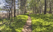 Waldweg am Glubigsee, Foto: Steffen Lehmann, Lizenz: TMB Fotoarchiv