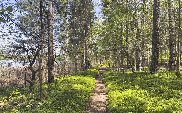 Waldweg am Glubigsee, Foto: Steffen Lehmann, Lizenz: TMB Fotoarchiv