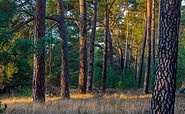 Die verwunschenen Wälder Jüterbogs, Foto: Dr. Tilo Geisel, Lizenz: Dr. Tilo Geisel