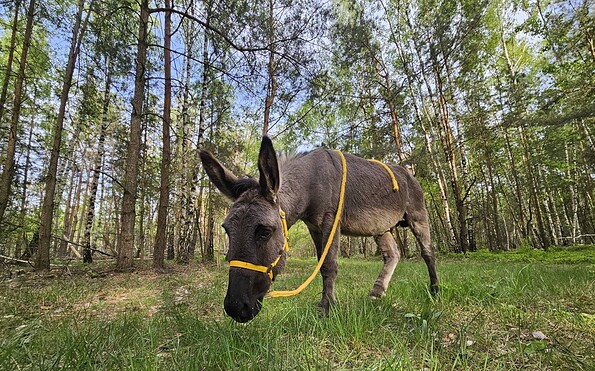 Eselwanderung, Foto: Sarah Wyrtki, Lizenz: Sarah Wyrtki