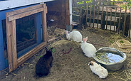 Streichelzoo Bensdorfer Mühle, Foto: D. Müller