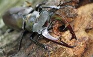 Wälder für Menschen, Foto: Wälder für Menschen, Lizenz: Wälder für Menschen