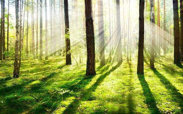 Wälder für Menschen, Foto: Wälder für Menschen, Lizenz: Wälder für Menschen
