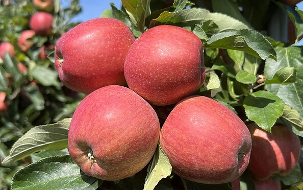 Apfel im Bio Apfelhof Müller, Foto: Franziska Bornack, Lizenz: Franziska Bornack