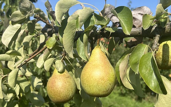 Birnen im Bio Apfelhof Müller, Foto: Franziska Bornack, Lizenz: Franziska Bornack