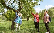 Picking apples, Foto: Steffen Lehmann, Lizenz: TMB Tourismus-Marketing Brandenburg GmbH