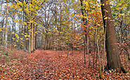 Hainholz im Herbst, Foto: Stadt Pritzwalk, Lizenz: Stadt Pritzwalk