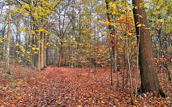 Hainholz im Herbst, Foto: Stadt Pritzwalk, Lizenz: Stadt Pritzwalk