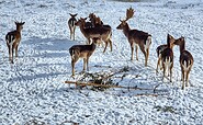 Damwild im Winter, Foto: Stadt Pritzwalk, Lizenz: Stadt Pritzwalk
