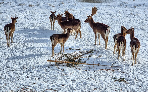Damwild im Winter, Foto: Stadt Pritzwalk, Lizenz: Stadt Pritzwalk