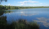 Grünewalder Lauch, Foto: TVEEL, Lizenz: TVEEL