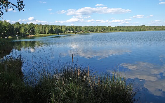 Grünewalder Lauch, Foto: TVEEL, Lizenz: TVEEL