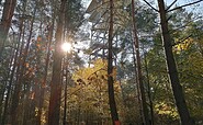 Der Aussichtsturm Senftenberger See ist ein lohnender Abstecher von der Wandertour, Foto: Katja Wersch, Lizenz: Tourismusverband Lausitzer Seenland e. V.