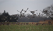 Oderbruch, Foto: Ulf Grieger, Lizenz: Seenland Oder-Spree