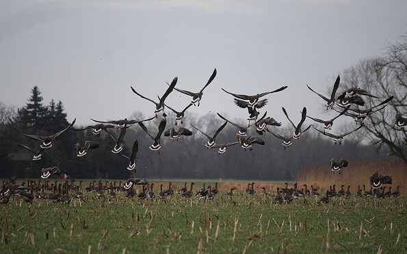 Oderbruch, Foto: Ulf Grieger, Lizenz: Seenland Oder-Spree