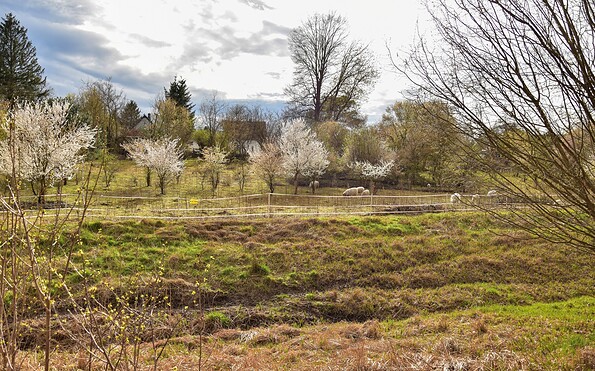 Flocks grazing in spring, Foto: Sandra Fonarob, Lizenz: Tourismusverband Dahme-Seenland e.V.