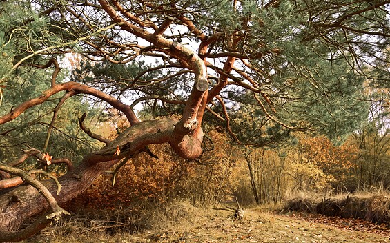 Farmers’ Pine in Höllengrund, Foto: Sandra Fonarob/KI überarbeitet, Lizenz: Tourismusverband Dahme-Seenland e.V.