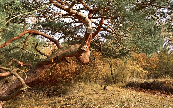 Farmers’ Pine in Höllengrund, Foto: Sandra Fonarob/KI überarbeitet, Lizenz: Tourismusverband Dahme-Seenland e.V.