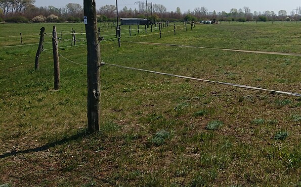 Horse paddock, Foto: Bertram Weisshaar