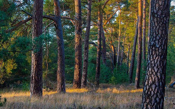 Die verwunschenen Wälder Jüterbogs, Foto: Dr. Tilo Geisel, Lizenz: Dr. Tilo Geisel