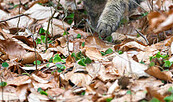 Die Wildkatze ist im Wildnisgebiet Jüerbog zuhause, Foto: Dr. Tilo Geisel, Lizenz: Dr. Tilo Geisel