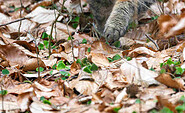 Die Wildkatze ist im Wildnisgebiet Jüerbog zuhause, Foto: Dr. Tilo Geisel, Lizenz: Dr. Tilo Geisel