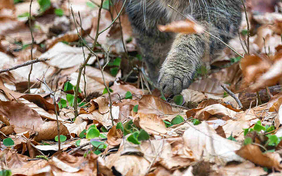 Die Wildkatze ist im Wildnisgebiet Jüerbog zuhause, Foto: Dr. Tilo Geisel, Lizenz: Dr. Tilo Geisel